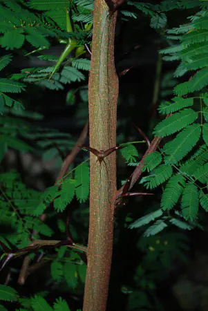 Acacia sphaerocephala (Bull