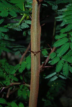 Acacia sphaerocephala (Bull