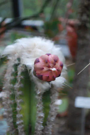 Pilosocereus leucocephalus