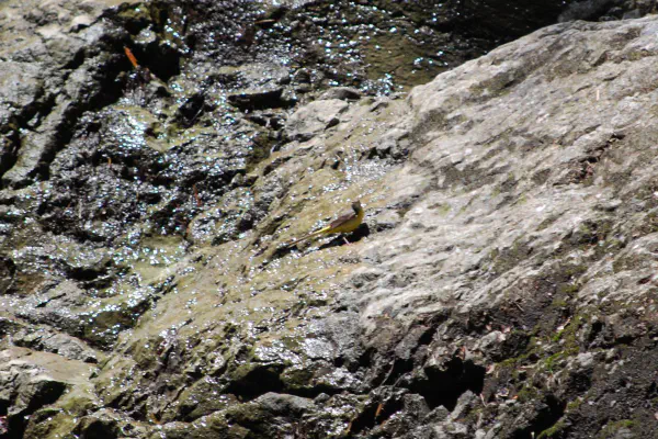 Grey wagtail (grote gele kwikstaart)
