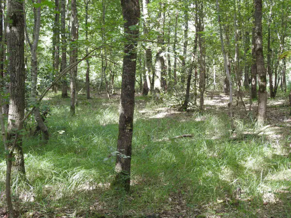 Walking through one of the small forests near where we stayed