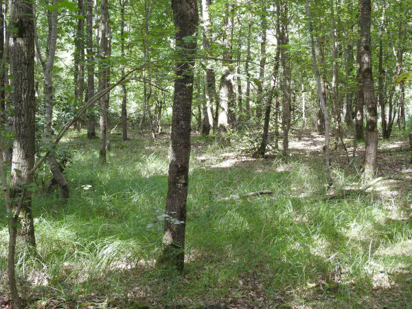 Walking through one of the small forests near where we stayed