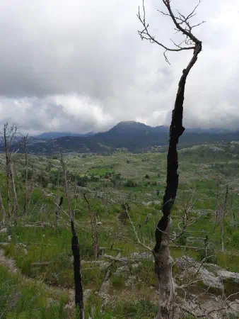 Trees hit by lightning on our walk down from the Mausoleum to our hotel