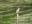 Squacco heron (ralreiger)