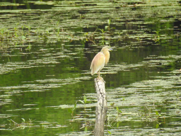 Squacco heron (ralreiger)