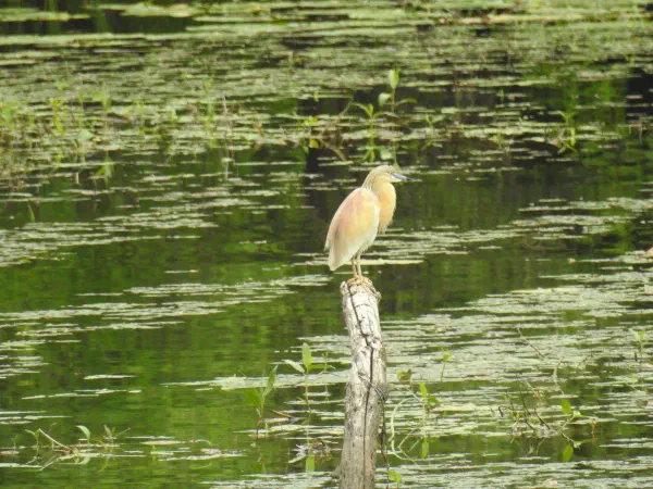 Squacco heron (ralreiger)