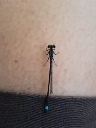 I got company from a Blue-tailed damselfly (lantaarntje)
