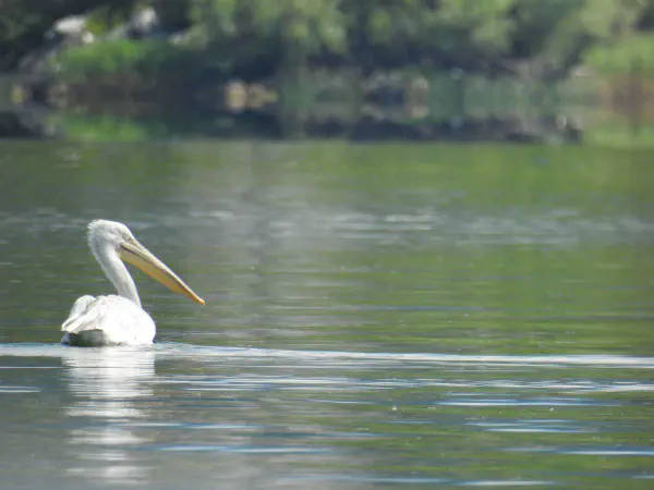 Dalmatian pelican (kroeskoppelikaan)