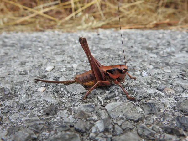 Dark bush-cricket (Bramensprinkhaan)