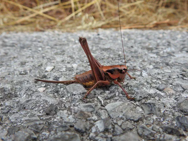 Dark bush-cricket (Bramensprinkhaan)