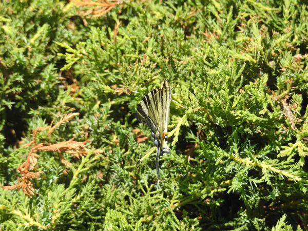 Scarce swallowtail (Koningspage)