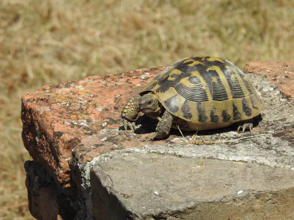 Hermann's tortoise (Griekse landschildpad)