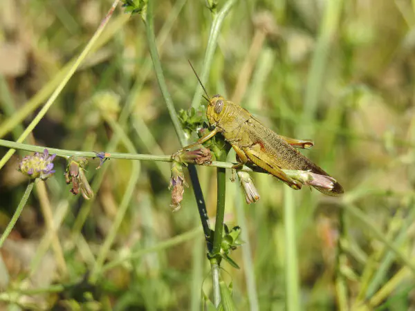 Egyptian grasshopper (Egyptische sprinkhaan)