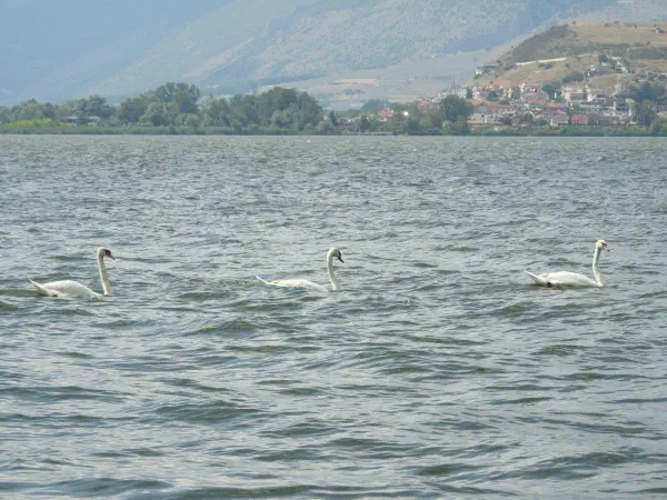 Mute swan (Knobbelzwaan)