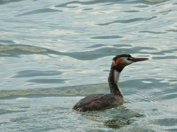 Great crested grebe (Fuut)