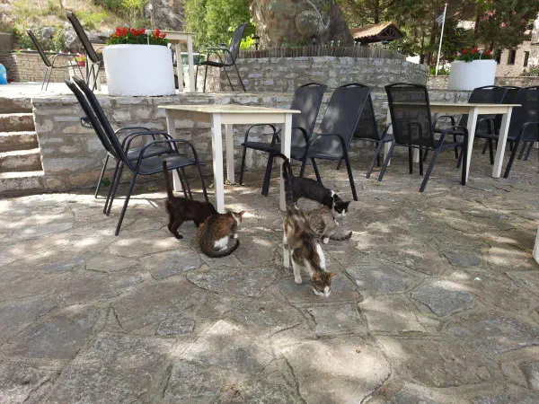 Company during lunch