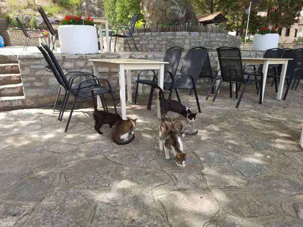 Company during lunch