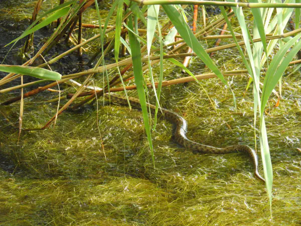 Probably a Barred grass snake (Westelijke Ringslang)