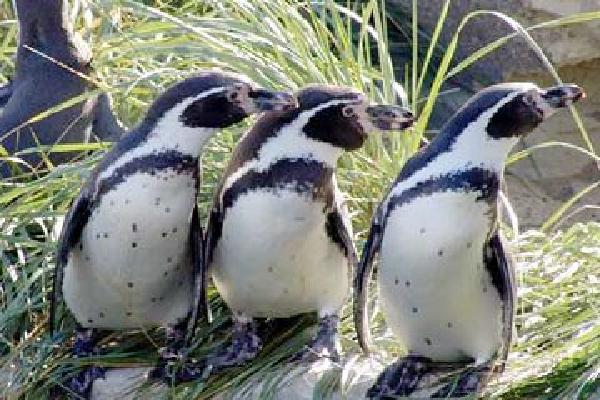 Pinguïns