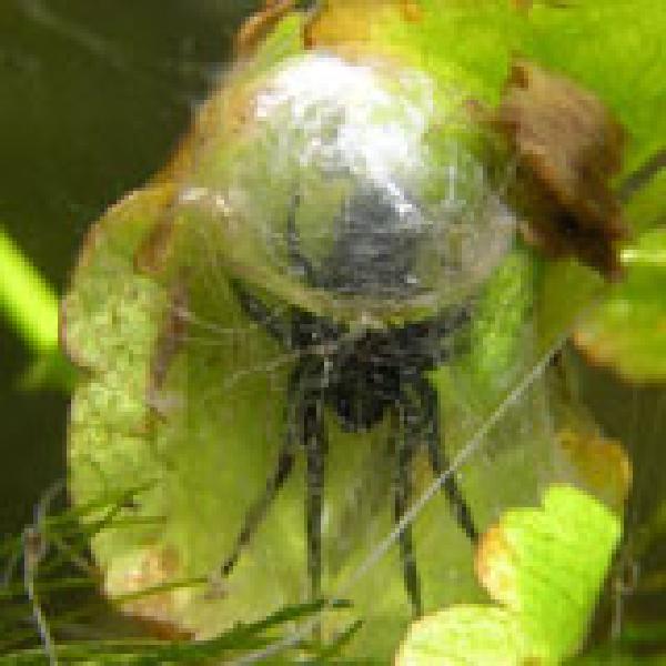 Scuba spiders