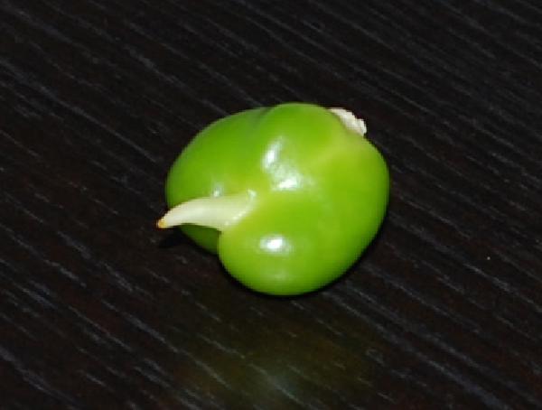 Baby Pepper
